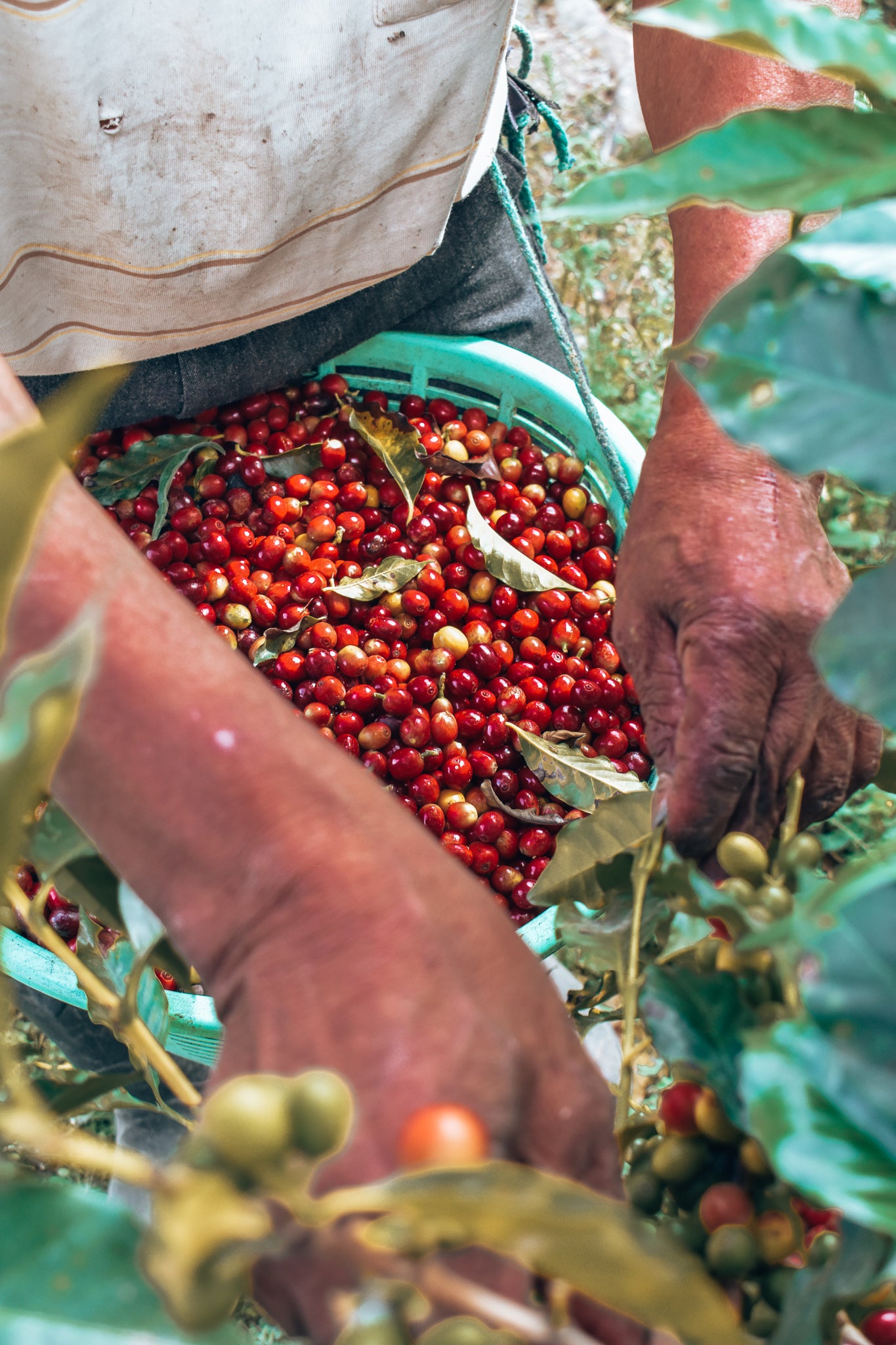 NEW! Ridgeline Blend - Red Bourbon + Colombia