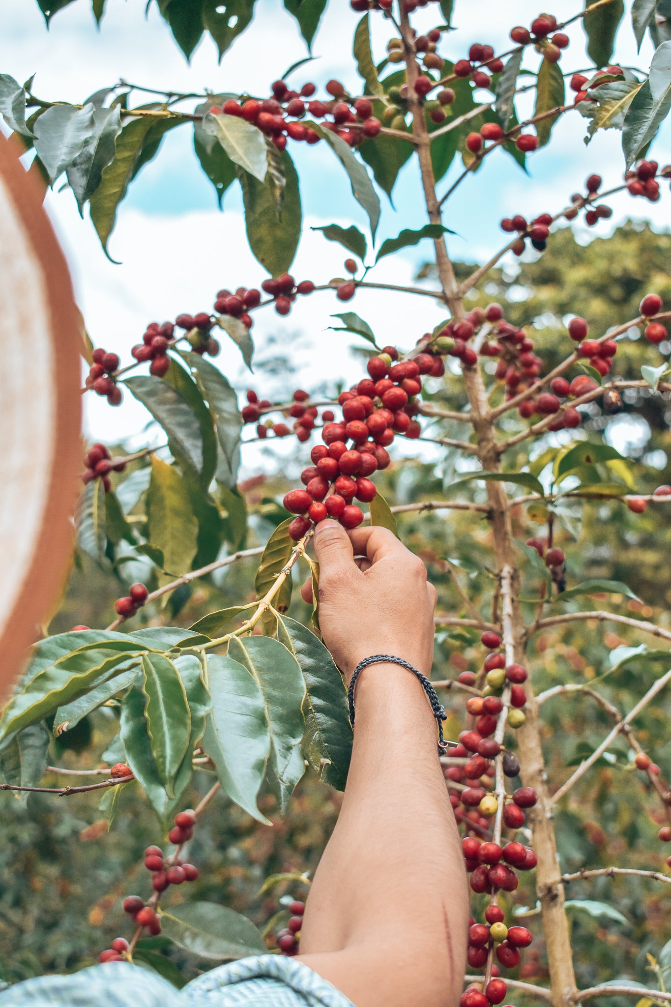 NEW! Daybreak Blend - Red Bourbon + Pink Bourbon