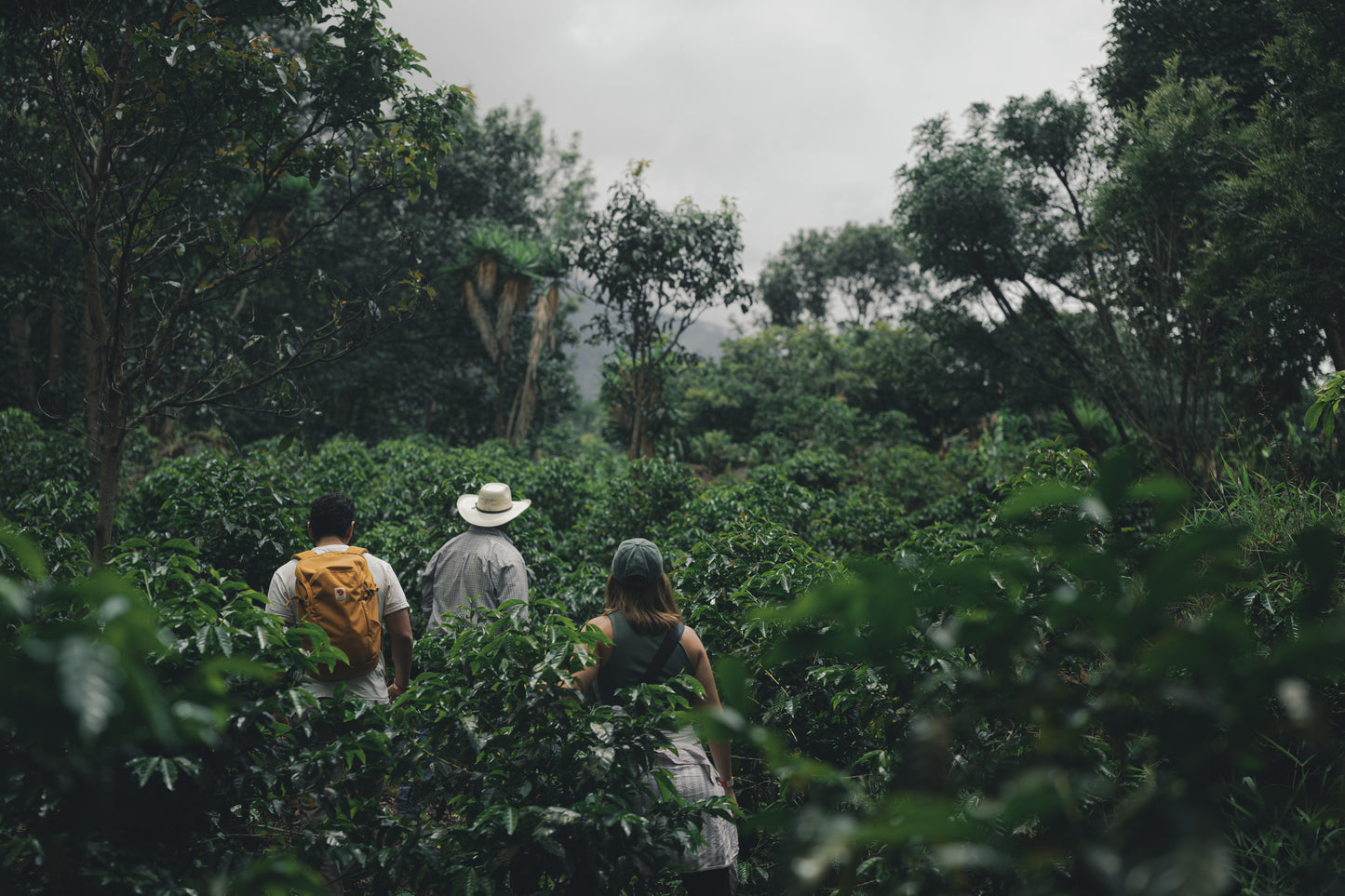 Alma Guatemalan Blend Program Coffee - Washed Process