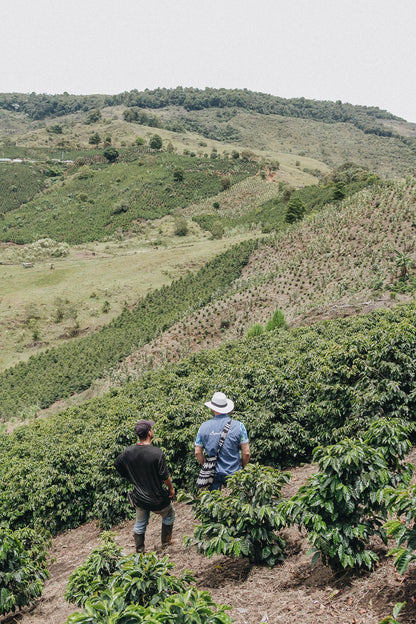 Luis Serna - Caturra Coffee